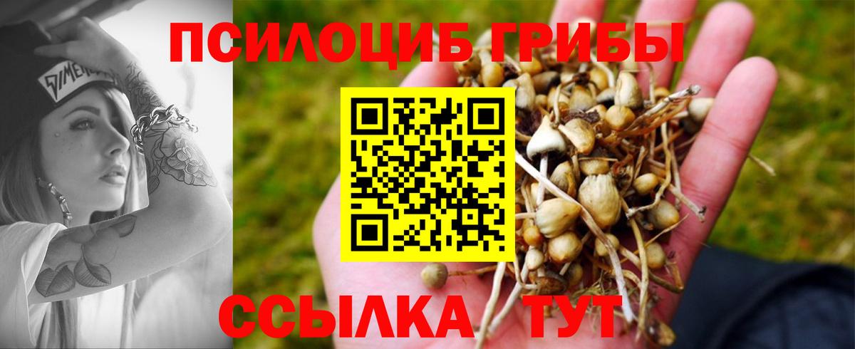 Москва  Псилоцибиновые грибы GOLDEN TEACHER  Вход с VPN 